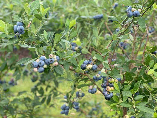 bunches of blueberries growing on stems