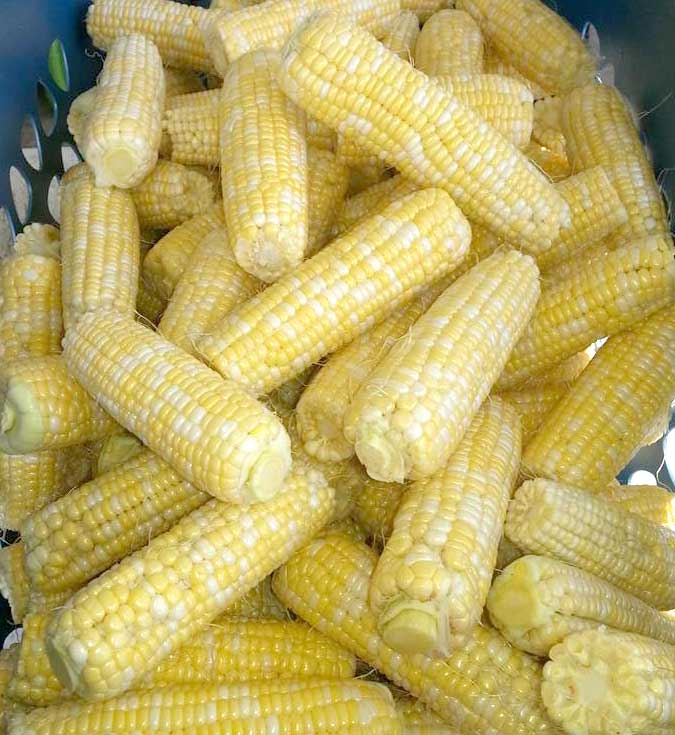pile of shucked corn on the cob