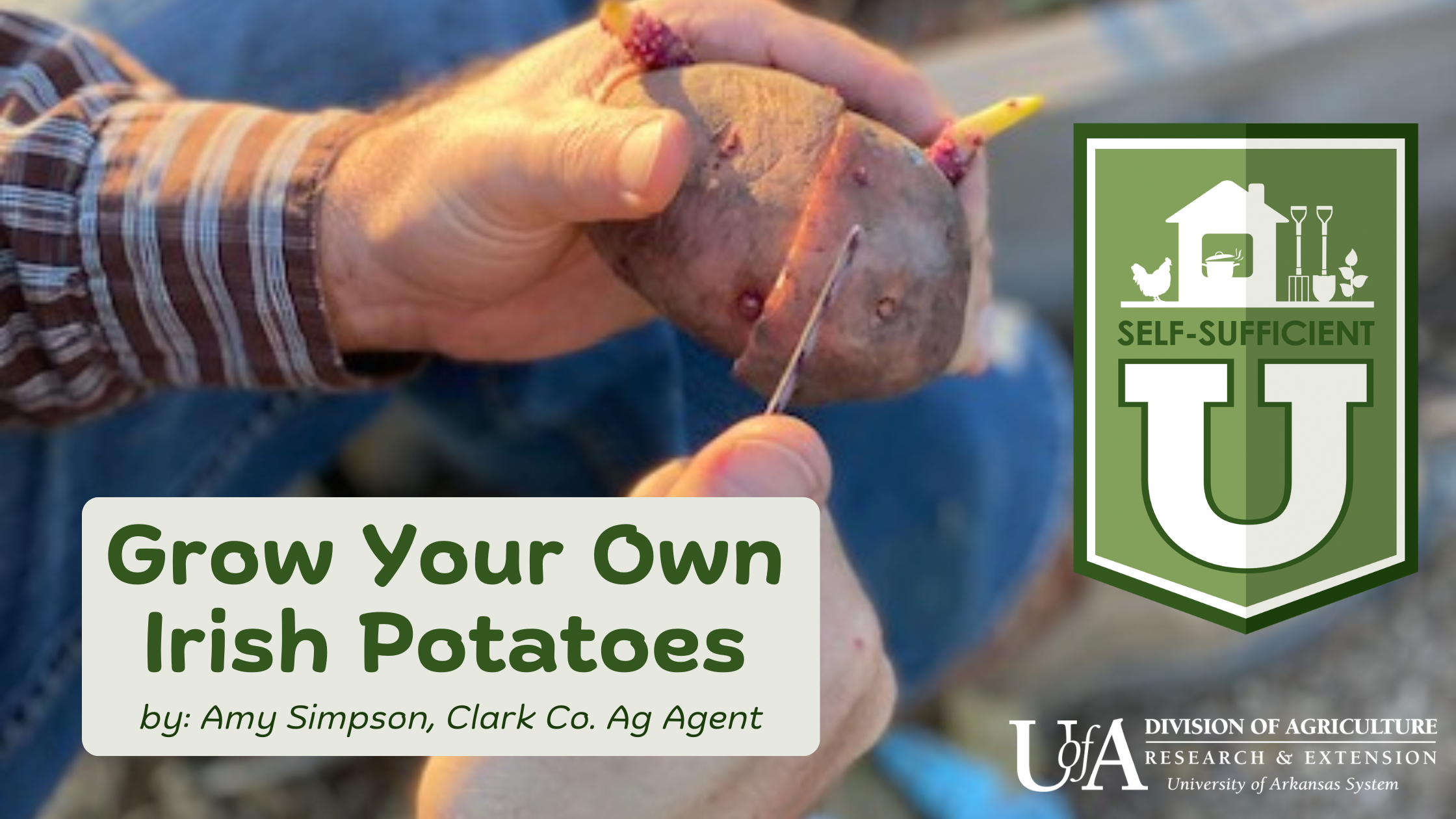 Grow Your Own Irish Potatoes