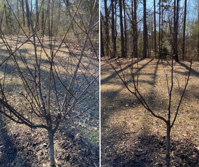 fruit tree before pruning on the left, after pruning with fewer branches on the right