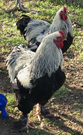 two dark brahma chickens - white feathers on top and dark feathers underneath