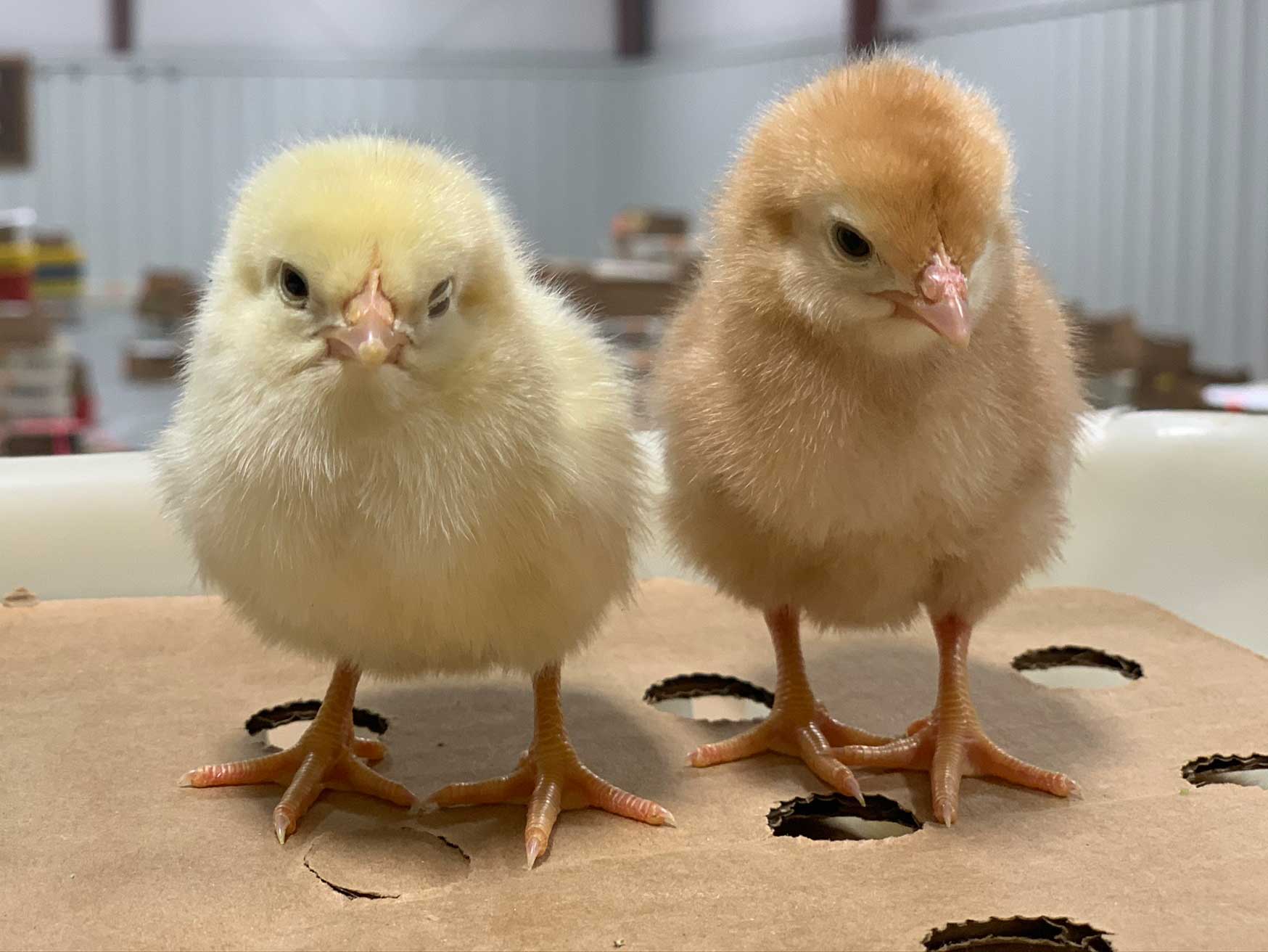 two small yellow baby chicks standing on a box