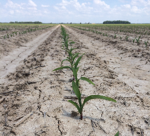Corn emerging in the row