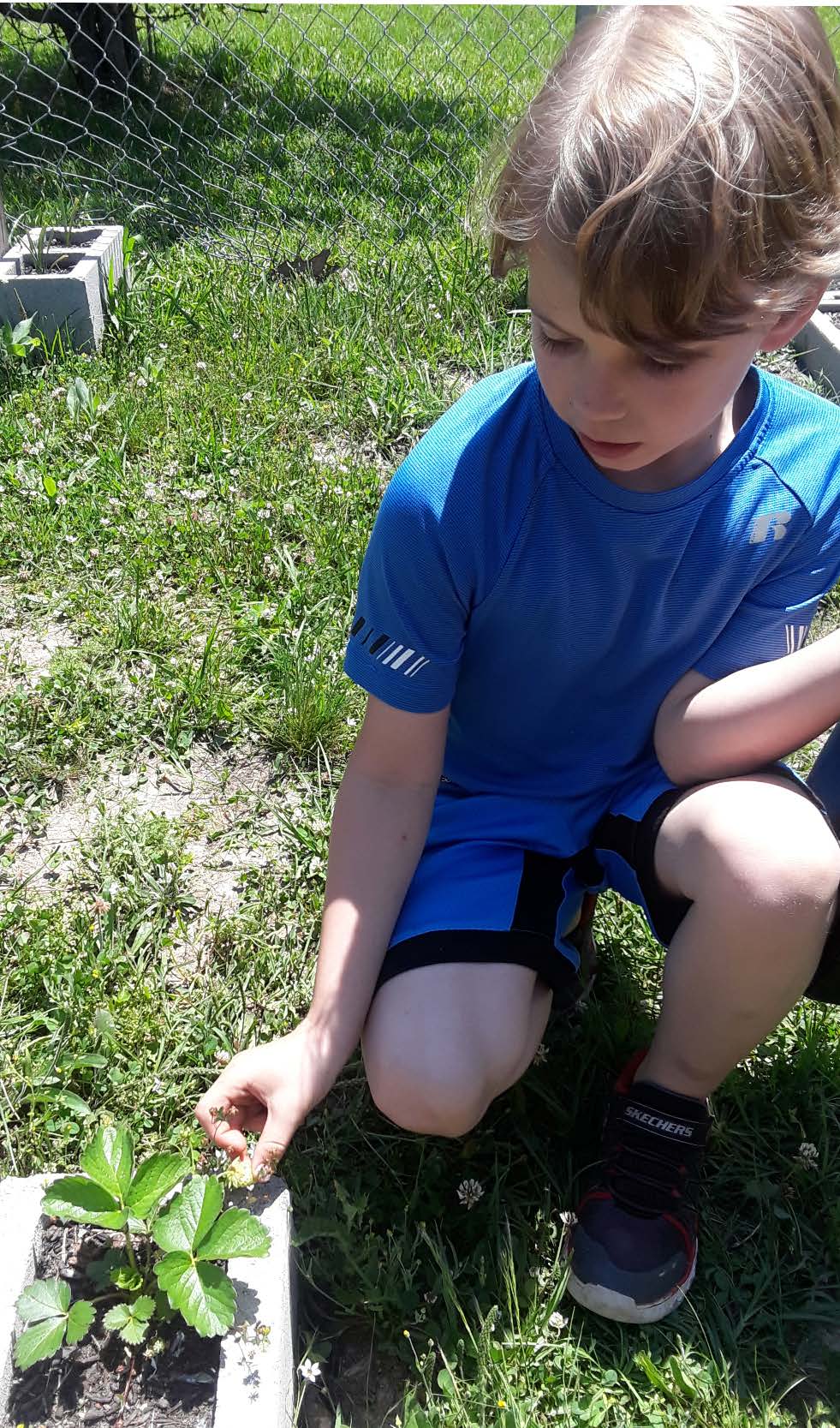 Kingsland School Strawberries