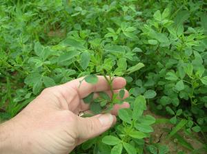 Hand holding alfalfa plant