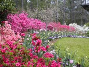 Different color Azaleas in Landscaping