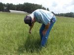 Farmer bending down looking at hay growing in pasture