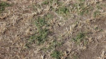 Bermuda grass