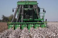 Cotton Picker Harvesting Cotton