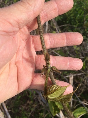 Kudzu Bug and Egg found in Crittenden County Kudzu Bug and Egg found in Crittenden County