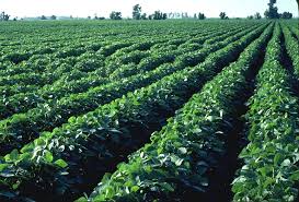 Soybeans are the leading crop in Desha County