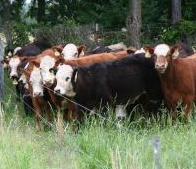 Image of brown and black cows in a grassy field standing near a fencepost