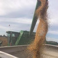 Faulkner County Soybean Demo