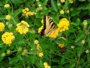 Master Gardeners | Faulkner County Extension | Arkansas