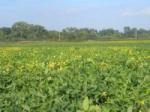 Green field crops growing in a field, Hardwood trees in background