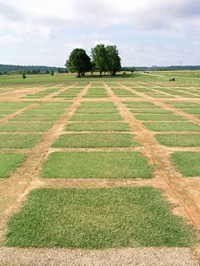 Turfgrass Research | University of Arkansas