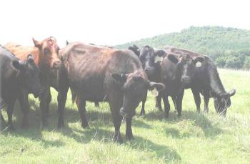 Cows in pasture