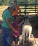 4-H Livestock Club leaders teach clipping to youth exhibitors