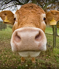 Cow Face Tan Cow looking into the camera