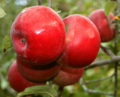 Cluster of five red apples on a tree with green leaves