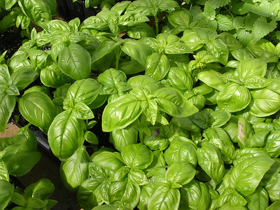 close up of basil in a garden