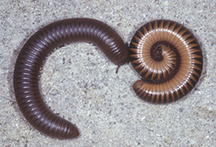 Two millipedes. One in a curve shape, the other balled in a spiral.
