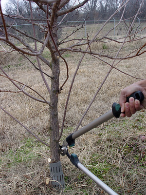 Pruning a fruit tree with loppers