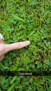 finger pointing out green spurweed in area of green lawn