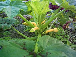 Squash plant with small squash in a garden
