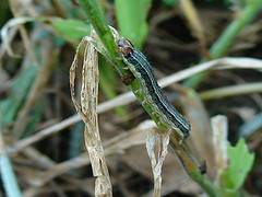 dark green armyworm with lighter stripes down body climbing on green plant stem