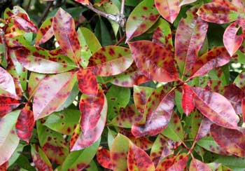 Spotted and diseased leaves of redtip photinia 