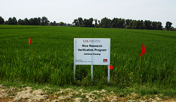 rice field for rice research verification program