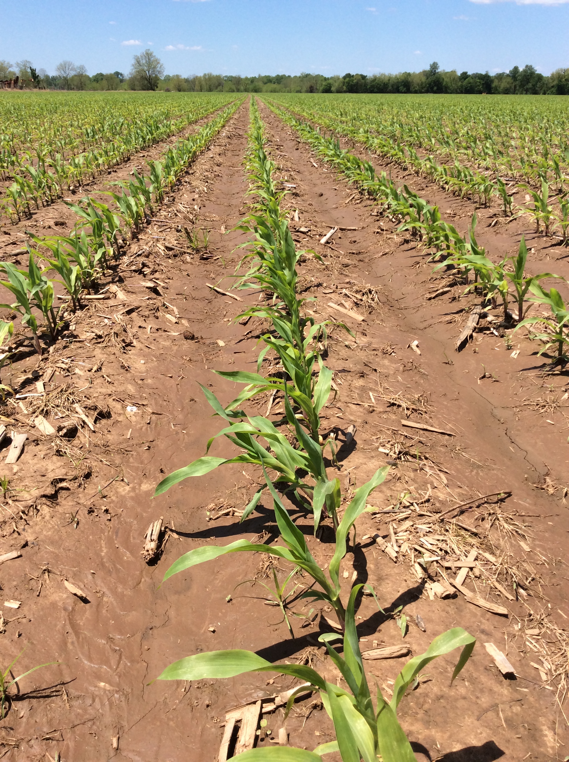 Photo of a young corn field near Spirit Lake