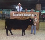 Premium Auction Cattle Premium Auction Cattle