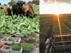 Cattle grazing, looking from combine to rice field, trough garden