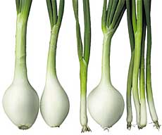 Do You Know the Differences Between Green Onions, Scallions