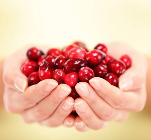 hands cupped full of fresh cranberries