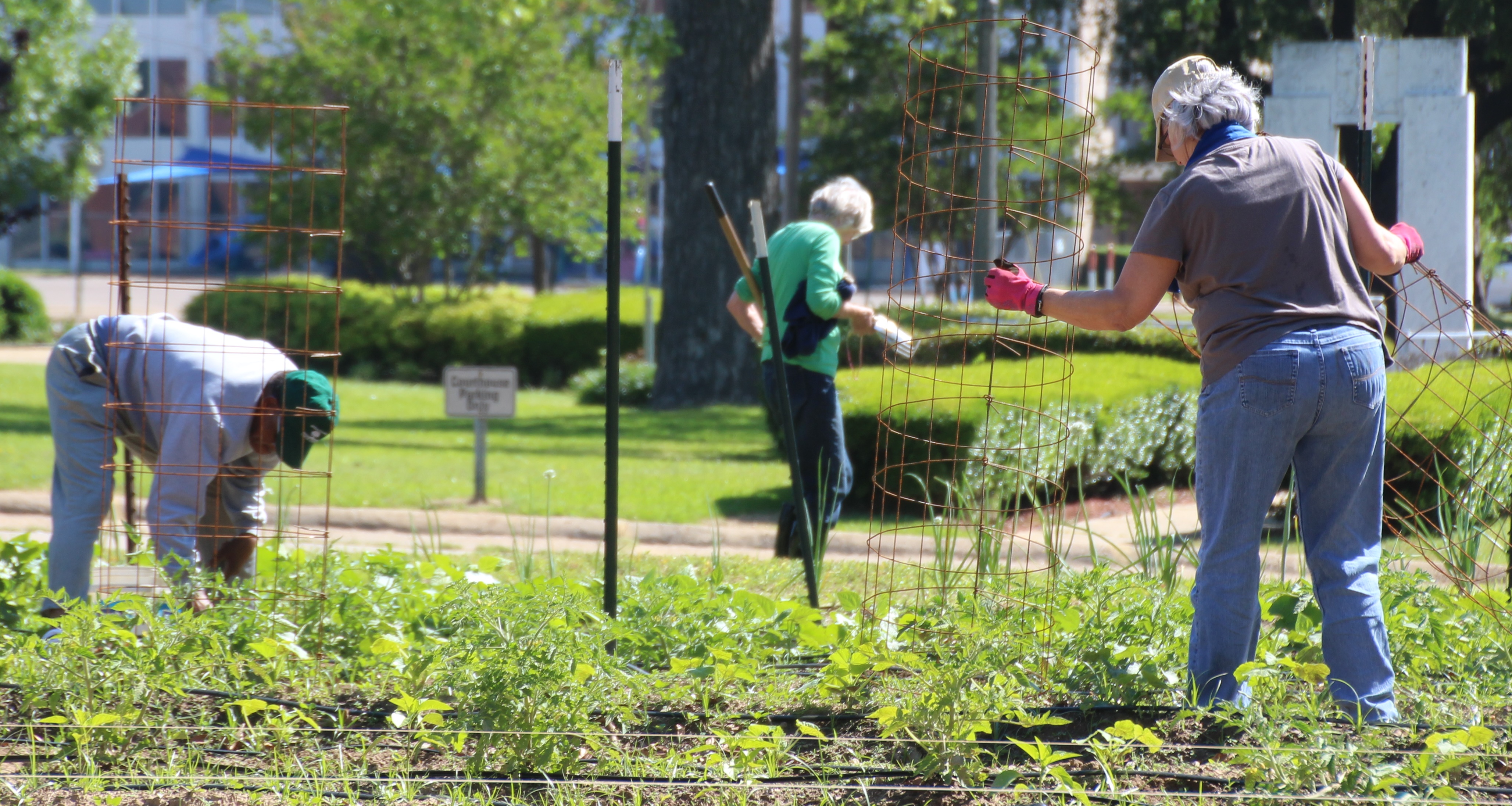 Miller County, Arkansas Master Gardeners working in community garden