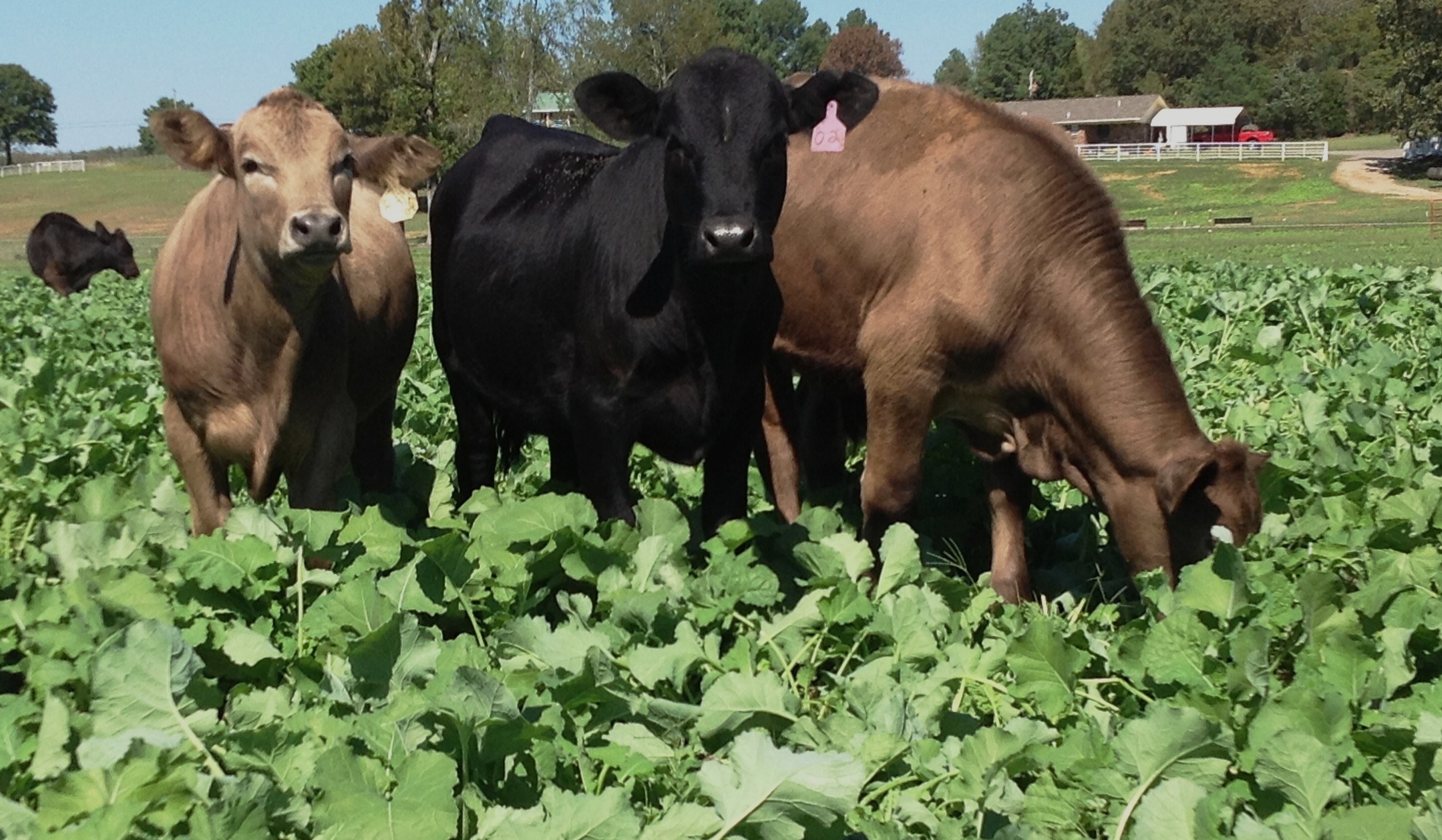 beef cattle grazing on forages in pasture