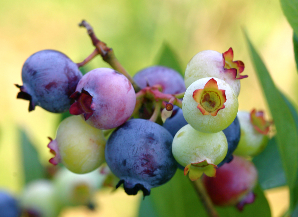 blueberries of every color, from dark blue to red and green on a bush