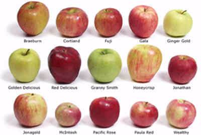 varieties of apples with their names below them.