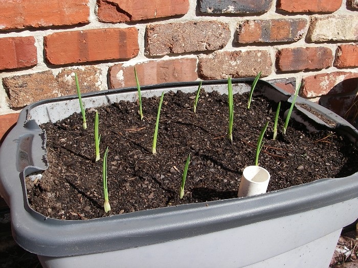 garlic growing in container with wire over top