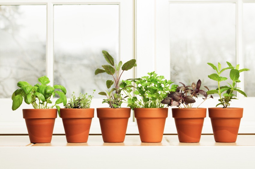 terra cotta pots lined up on windowsill with herbs beginning to grow