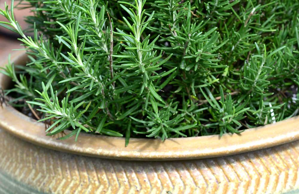 close up of rosemary herb in a pot