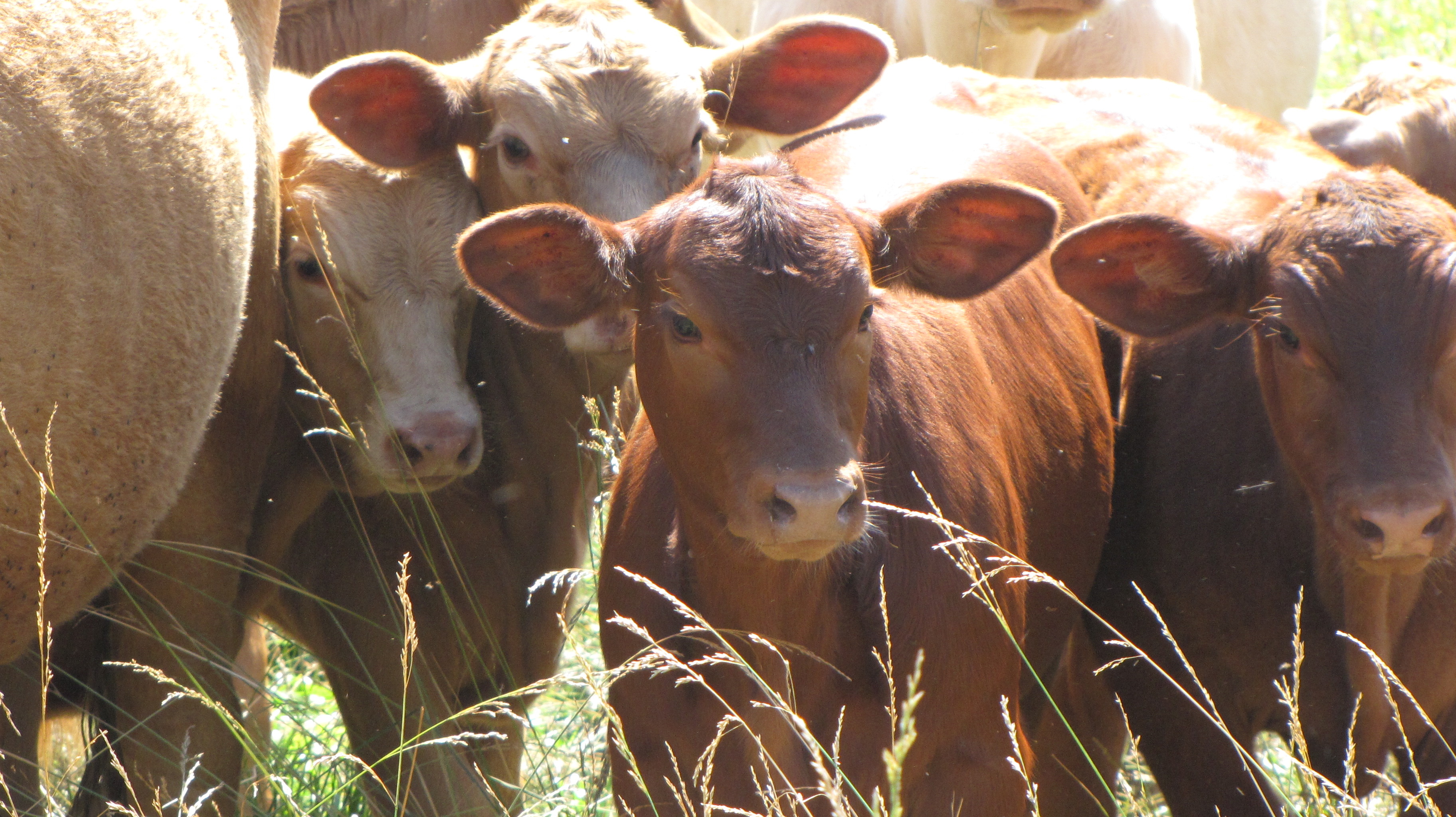 Calves in a field