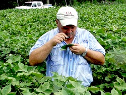 Robert Goodson, County Agent, scouting cotton for insects.
