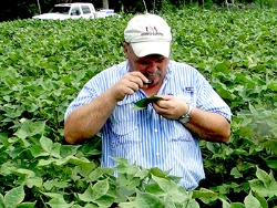 Cotton Scouting in Phillips county, Arkansas Robert Goodson, County Agent, scouting cotton for insects.