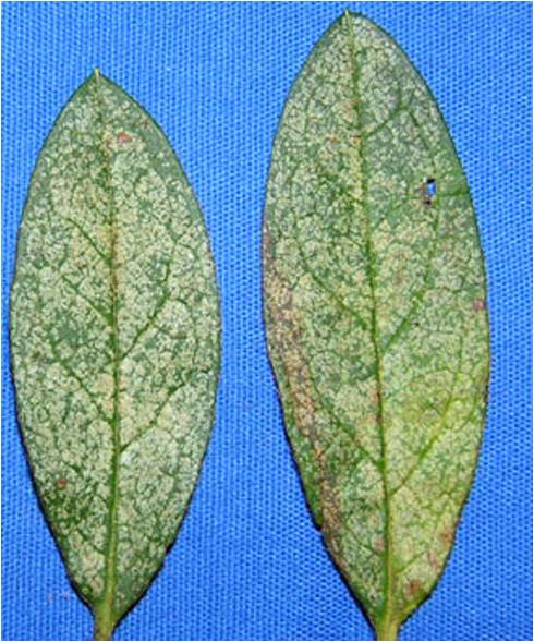 Photo of two plant leaves with signs of disease