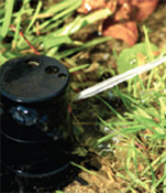Picture of a black lawn sprinkler head inset in green grass