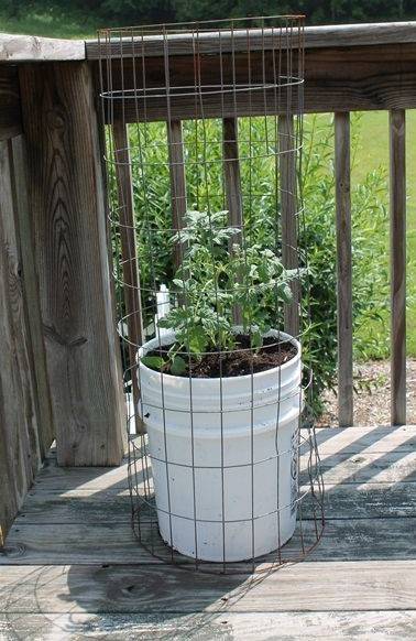 tomato in bucket protected by wire